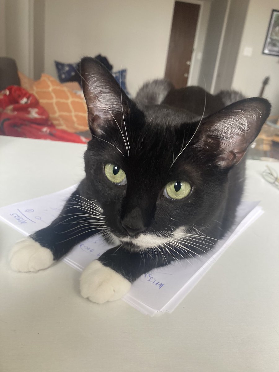 EmmaZajdela's tweet photo. No Pippin, I really didn’t need those papers you chose as the best spot in the whole apartment to lie on 🤣 @PhDVoice @AcademicChatter #phdchat #phdcat https://t.co/NeKU6lsXFo