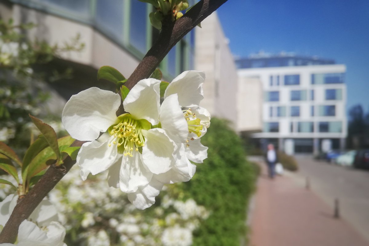 chmielewski_lab's tweet photo. What a beautiful day to attend a seminar by our PI! ⚗️ Ochota Campus is finally full of spring ☀️🌱 @ChemistryUW @UniWarszawski #CNBCh #CeNT https://t.co/ZYXVgbHxXj