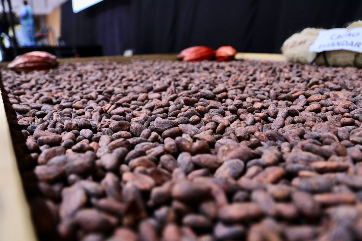 GobdeSantander's tweet photo. Desde la Gobernación impulsaremos a más de 1.200 cacaoteros de 23 municipios a través de convenios suscritos con Naciones Unidas, así lo anuncio el secretario de Agricultura Freddy Orduz en la celebración del Día del Cacaocultor en el marco de #Agroferia2023. https://t.co/sRCNqmxXEZ