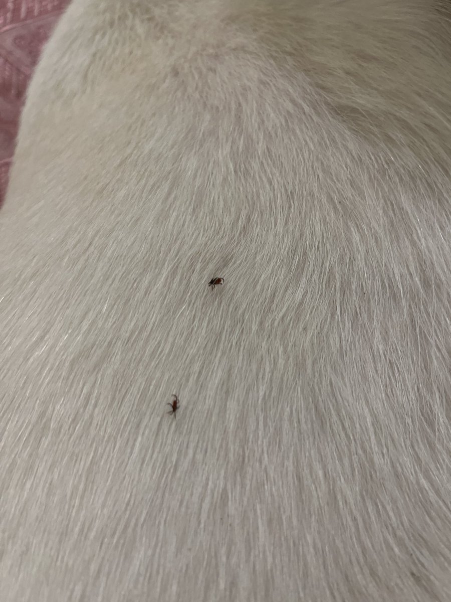 Sasha Boole tweet media