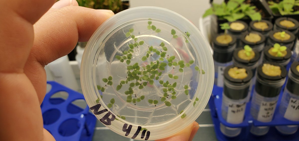 Sebastian S. Cocioba🪄🌷 tweet media