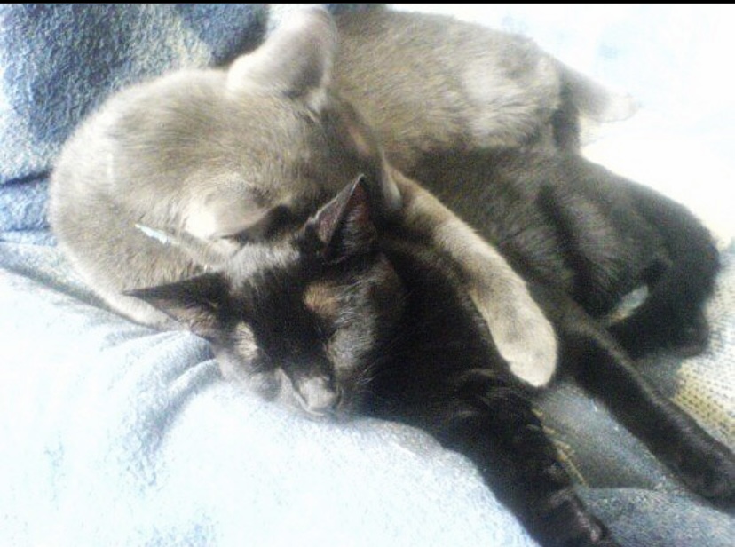 hurricane_heart's tweet photo. My black beauty, my precious kitten Felix, left this earth on Thursday. We had an amazing 16 years together, half my life. I will love him and miss him forever. We will meet again in the stardust, in the rays of light that shine through the galaxy, in the dreams of gas giants... https://t.co/ZPvxzwnYcc