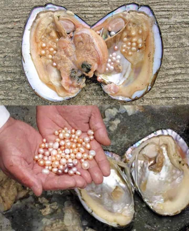 InformaCosmos's tweet photo. Las perlas son hermosas, pero son resultado del dolor y de la muerte.

Estas preciadas joyas se crean dentro de las ostras cuando un cuerpo extraño ingresa al interior del molusco, ya sea un parásito, un pequeño fragmento de concha o un grano de arena. Como método de protección la ostra envuelve el cuerpo invasor con una sustancia llamada nácar, compuesta por carbonato de calcio y agua. Es decir que técnicamente las perlas son quistes hechos de nácar.

El detalle es que debido a la demanda de perlas para la joyería se necesita la intervención humana para introducir cuerpos extraños en las ostras y que así produzcan perlas, ya que naturalmente no ocurre con tanta frecuencia (a las ostras no se les meten cuerpos extraños todo el tiempo).

Para abastecer la demanda se cultivan ostras criadas especialmente para producir perlas, un proceso que dura más de tres años hasta tener una perla lo suficientemente grande y lista para la cosecha. Lamentablemente más de la mitad de los moluscos mueren antes de la cosecha de las perlas y menos del 10% son capaces de producir perlas con la calidad requerida por la joyería.

El proceso de extracción es doloroso para la ostra, y mortal para la mayoría de ellas. Se tiene que abrir la ostra y se corta con un bisturí hasta encontrar la ostra, que en algunos casos es difícil de extraer. Las que no mueren, vuelven a ser utilizadas para cultivar perlas, y eventualmente mueren en algún momento del proceso.