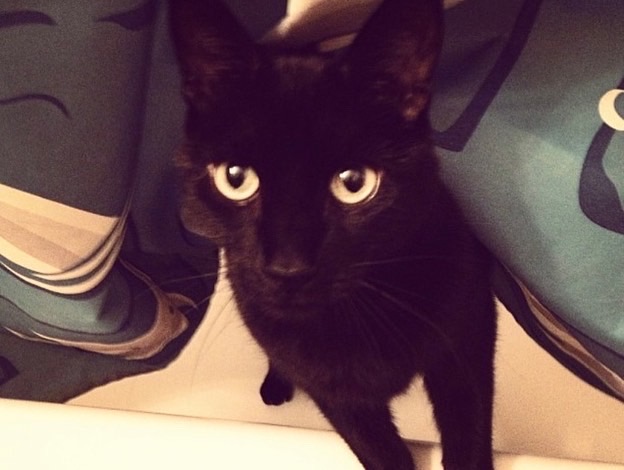 hurricane_heart's tweet photo. My black beauty, my precious kitten Felix, left this earth on Thursday. We had an amazing 16 years together, half my life. I will love him and miss him forever. We will meet again in the stardust, in the rays of light that shine through the galaxy, in the dreams of gas giants... https://t.co/ZPvxzwnYcc