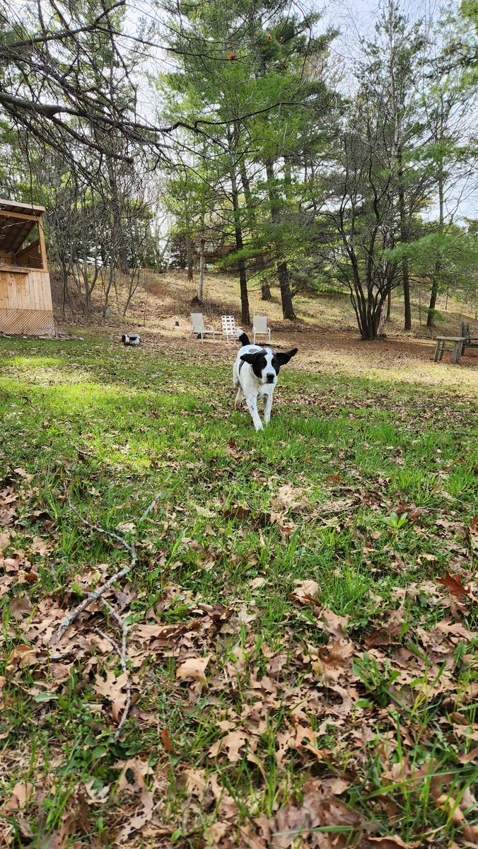 TBrown_birds's tweet photo. This morning, Sammy helped me pick the first oyster #mushrooms (Pleurotus ostreatus) of the season from my aspen logs in the backyard! And the girls are giving me all the eggs I can manage now that they're out in the yard every day! ππππ₯π± #chickens #yum #BackyardFood https://t.co/5pRhLuppKO