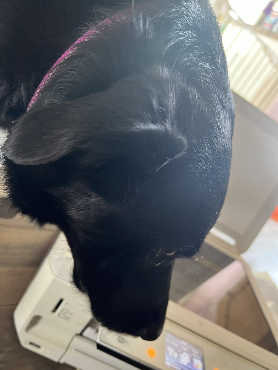 SarahBoater's tweet photo. Trying to scan some old photos… working on the floor might not have been a good idea… think she’s trying to help… https://t.co/I4RMQfebtp