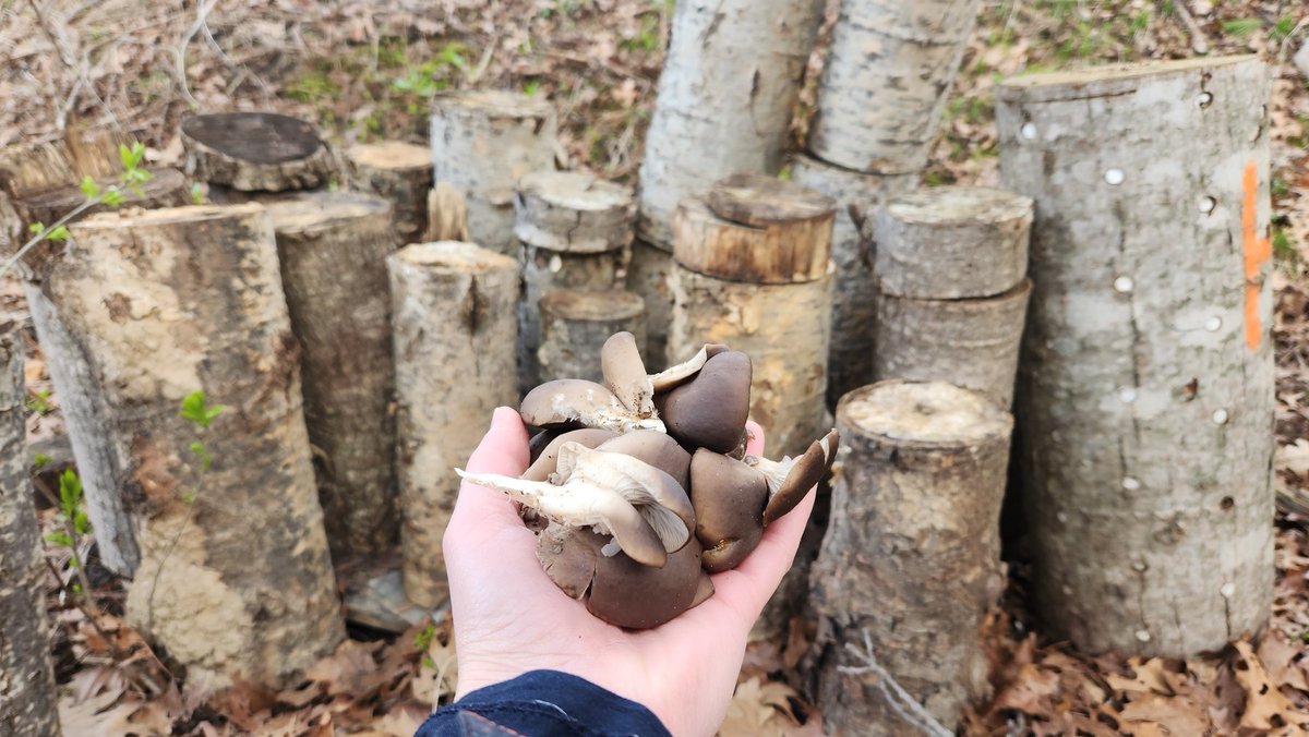 TBrown_birds's tweet photo. This morning, Sammy helped me pick the first oyster #mushrooms (Pleurotus ostreatus) of the season from my aspen logs in the backyard! And the girls are giving me all the eggs I can manage now that they're out in the yard every day! ππππ₯π± #chickens #yum #BackyardFood https://t.co/5pRhLuppKO