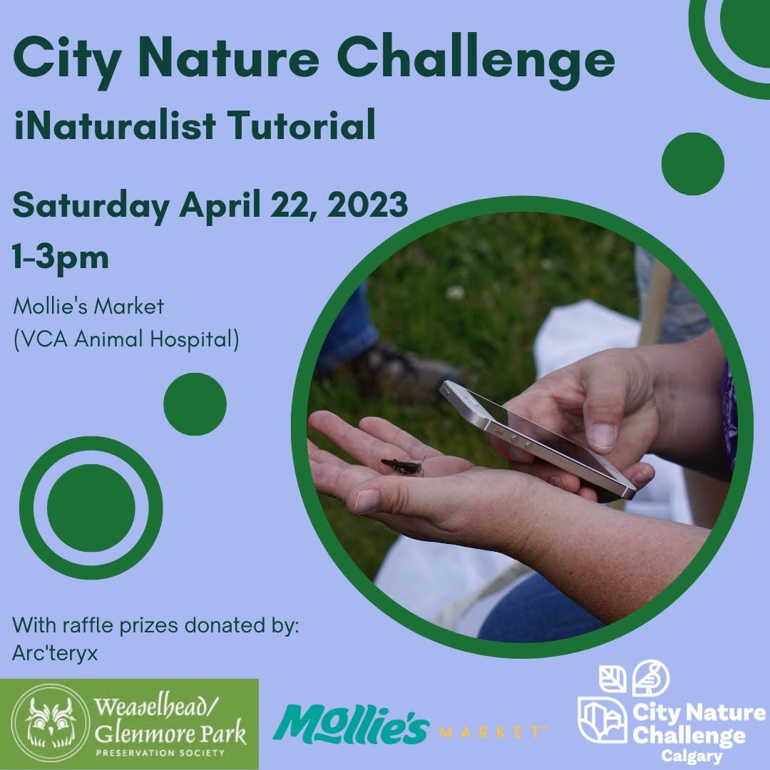 Tomorrow! Celebrate #EarthDay
and get ready for the #citynaturechallenge! 
Learn all about inaturalist: how to use it and how it helps us monitor biodiversity in #yyc and around the world!
Event is free but space is limited:
eventbrite.com/e/city-nature-…