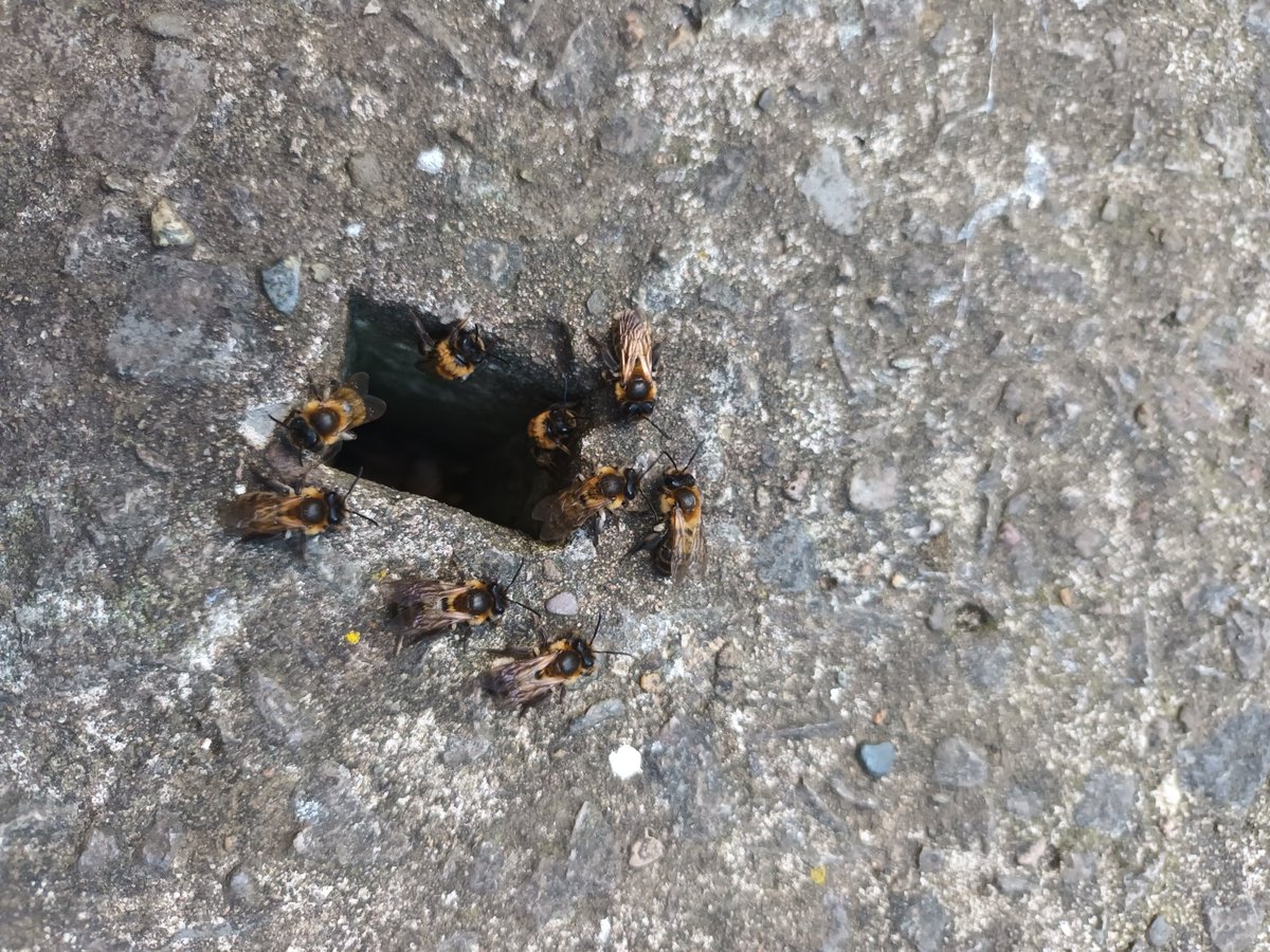 superior_flick's tweet photo. Some friends have made a house in the driveway 🐝 🐝 🐝 https://t.co/fHA3NMRZur