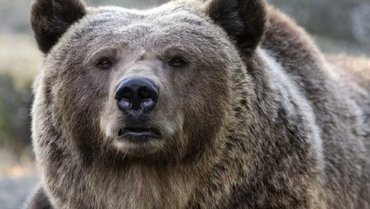zitadazzi's tweet photo. Vedrai che adesso per la sindaca di #Summonte metteranno in piedi una macchinazione tipo quella contro #Mimmolucano a #Riace
#orsajj4 #iostocongliorsi https://t.co/TJyC9hszeE