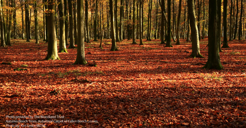 avivaplc's tweet photo. This year’s #EarthDay theme is ‘Invest in Our Planet’.  We’re doing this by:

🌳Restoring rare British Rainforests with @WildlifeTrust
🌳Planting new native woodland in Ireland with @naturetrust_ie
🌳Woodland and peatland scheme with @WoodlandTrust 

And much more. #ClimateReady