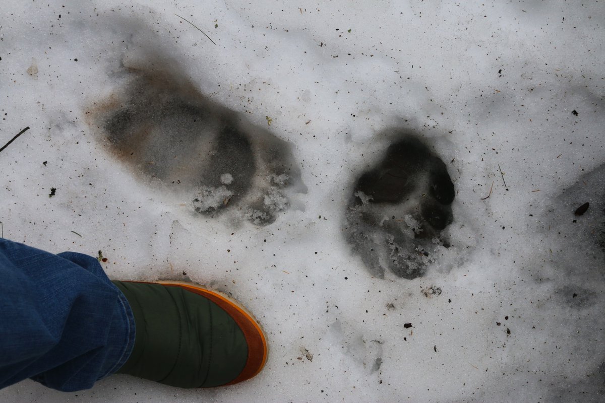 bondscoop's tweet photo. Paw prints about the size of my size 11's on our deck from last night.  Glad we take in our bird feeders. https://t.co/utk9oWSaQl