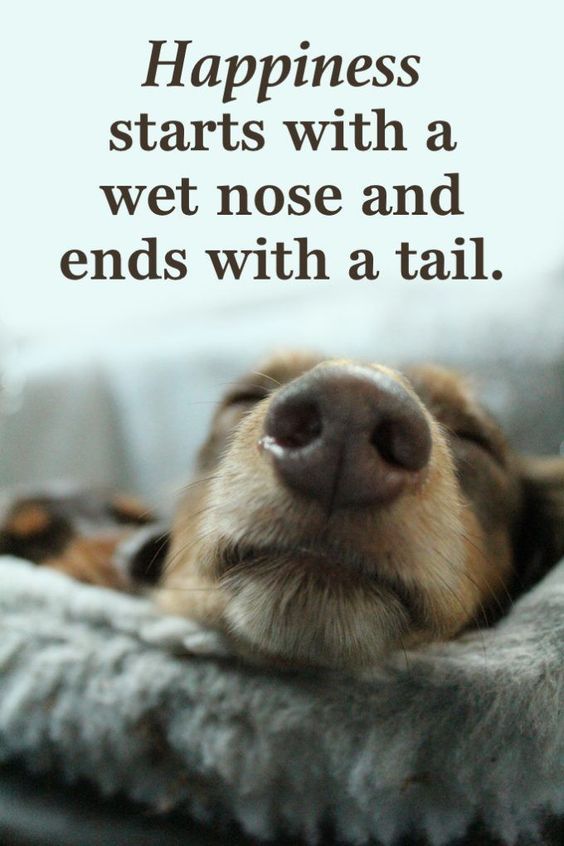 HealthySol4Pets's tweet photo. It's #Friday! Time to enjoy the #weekend with your pet pals! 😎

Follow the link to shop for your favorite Healthy Solutions for Pets products for your 🐕🐈! https://t.co/JdFz60FEOB https://t.co/d93iljLR6a