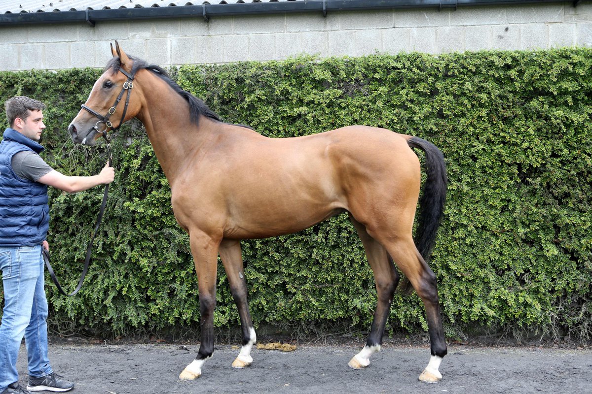 Tattersalls_ie's tweet photo. ✨𝗗𝗲𝗿𝗯𝘆 𝗦𝗮𝗹𝗲, 𝗖𝗼𝗻𝘀𝗶𝘀𝘁𝗲𝗻𝘁𝗹𝘆 𝘁𝗵𝗲 𝗕𝗲𝘀𝘁✨

Mullinaree enjoys @FontwellPark &amp; follows up on his recent success there by taking the Handicap Hurdle for @MFHarrisRacing Bradley Harris &amp; Avon Racing

Sold in 2019 by Stone Farm to Brendan Bashford for €38,000 https://t.co/Md5g1zXSVZ
