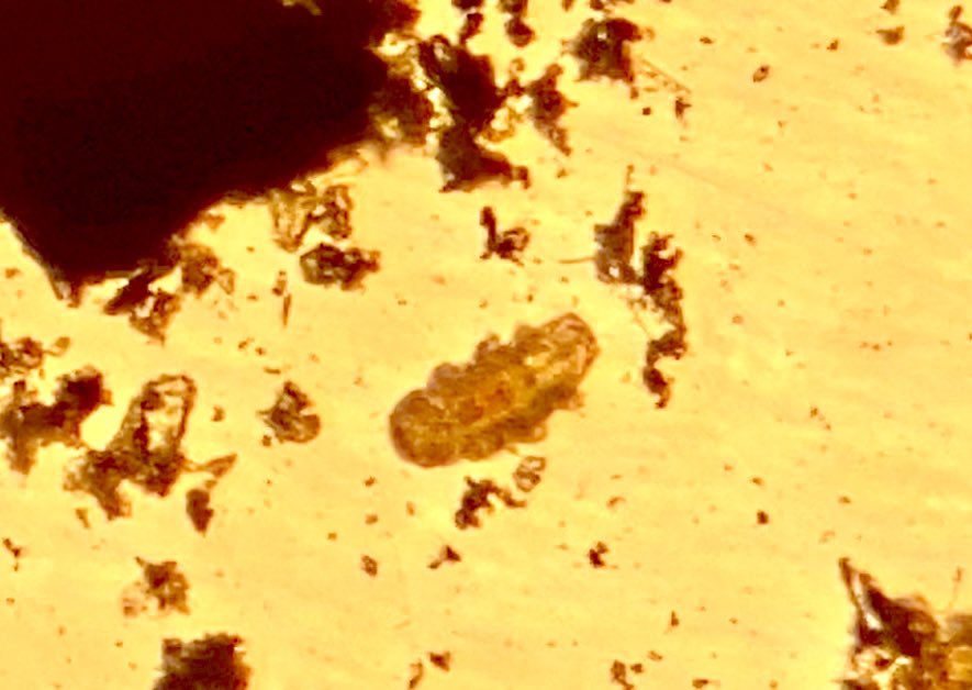 It wasn’t easy, with time and patience we found some tardigrades! #tardigrades 
#waterbears #mosspiglets #microscopiclife
#grade9science #BermudianSpringsHS