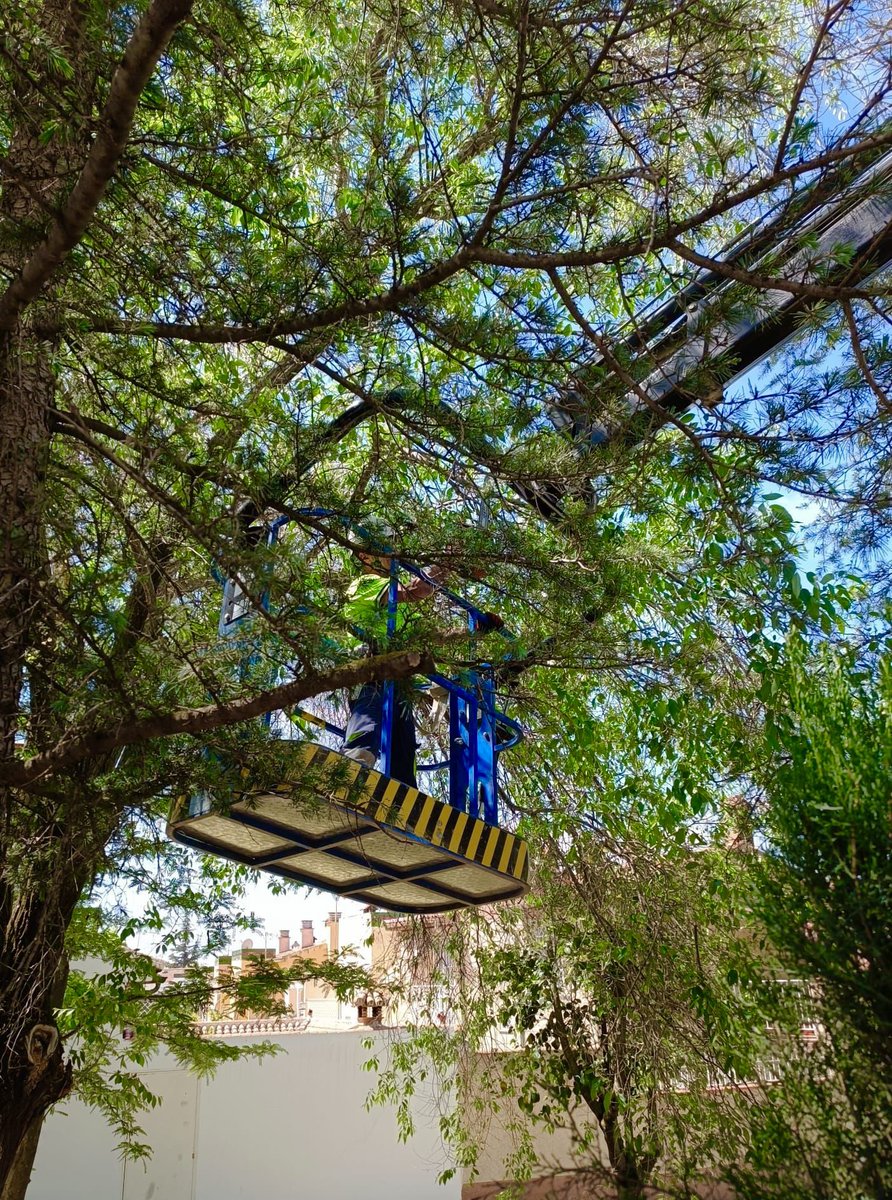 Aurora Suárez tweet media