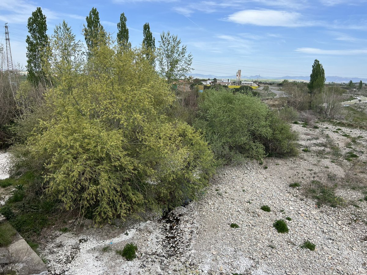 DanniPilger's tweet photo. 21.4.23 #Klimawandel ausgetrockneter #fluss #oja zwischen #SANTODOMINGODelacalzada und #Granon auf dem #CaminoFrances #Klimakatastrophe #Klimaschutzgesetz #Klimakleber #trockenheit #caminodesantiago #endextinction #ClimateCrisis #ClimateEmergency #ClimateJustice https://t.co/giaMcV8ttn