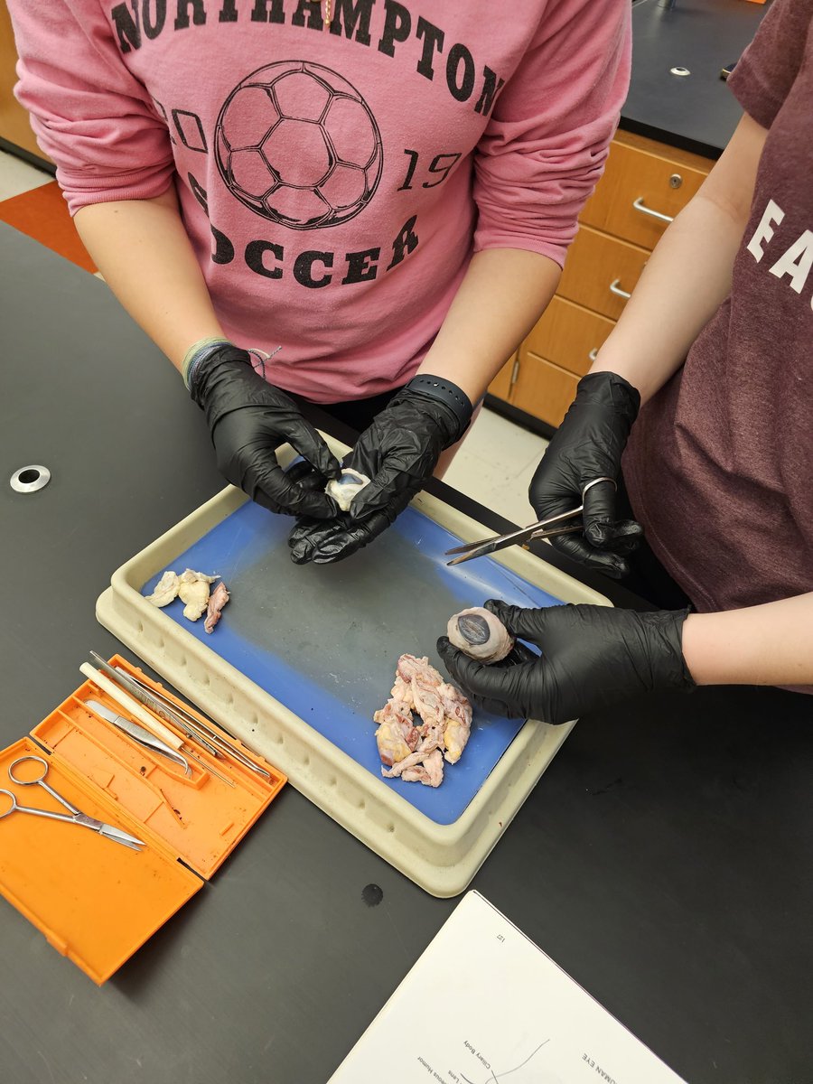 yankeeraider81's tweet photo. Here's looking at you! My Honors Anatomy and Physiology classes are exploring the eye with a comparative dissection, Cow eye vs. Sheep eye! Awesome job identifying the parts of the eye as they were studied in class! #kkidsalwayslearning https://t.co/bIIhiYi2r1