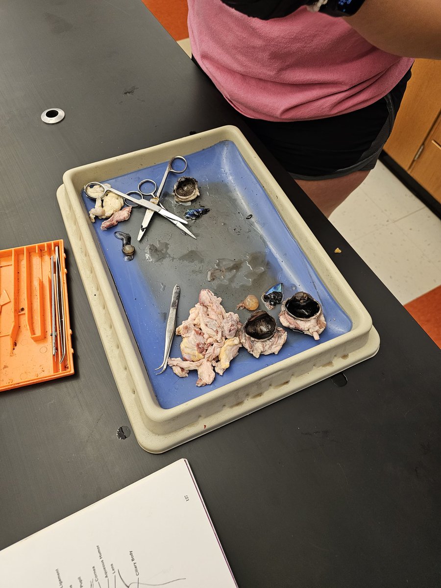 yankeeraider81's tweet photo. Here's looking at you! My Honors Anatomy and Physiology classes are exploring the eye with a comparative dissection, Cow eye vs. Sheep eye! Awesome job identifying the parts of the eye as they were studied in class! #kkidsalwayslearning https://t.co/bIIhiYi2r1