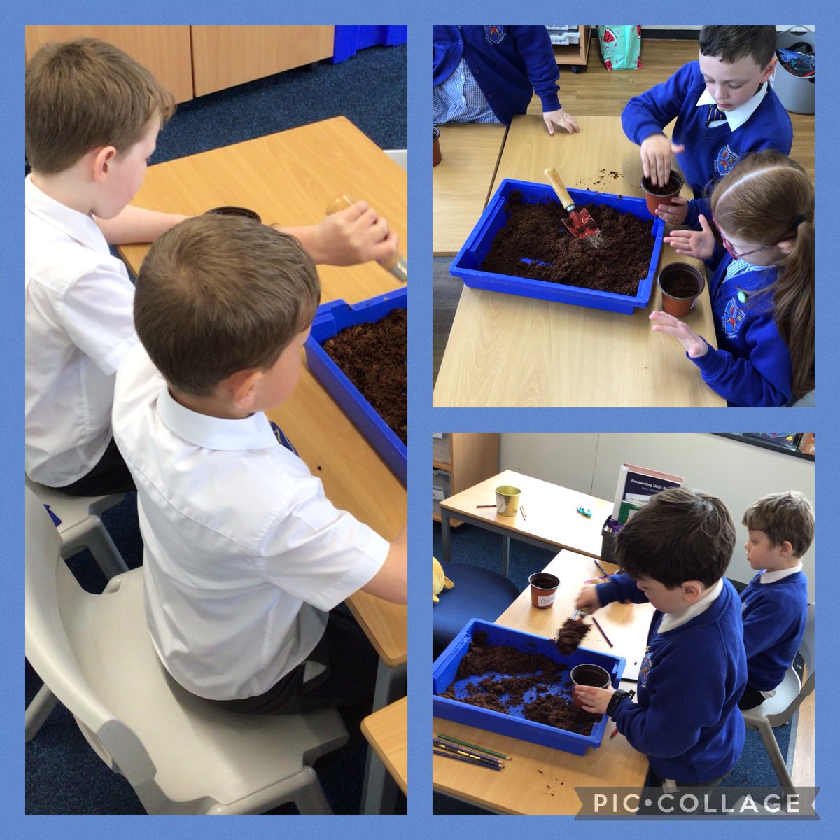 MrsAskewWW's tweet photo. Planting beans! Today, We have all planted our own beans. We are thinking about what plants need to grow and are testing some plants without sunlight and water to see what happens. #WWPASCIENCE https://t.co/CMWPWswLnQ