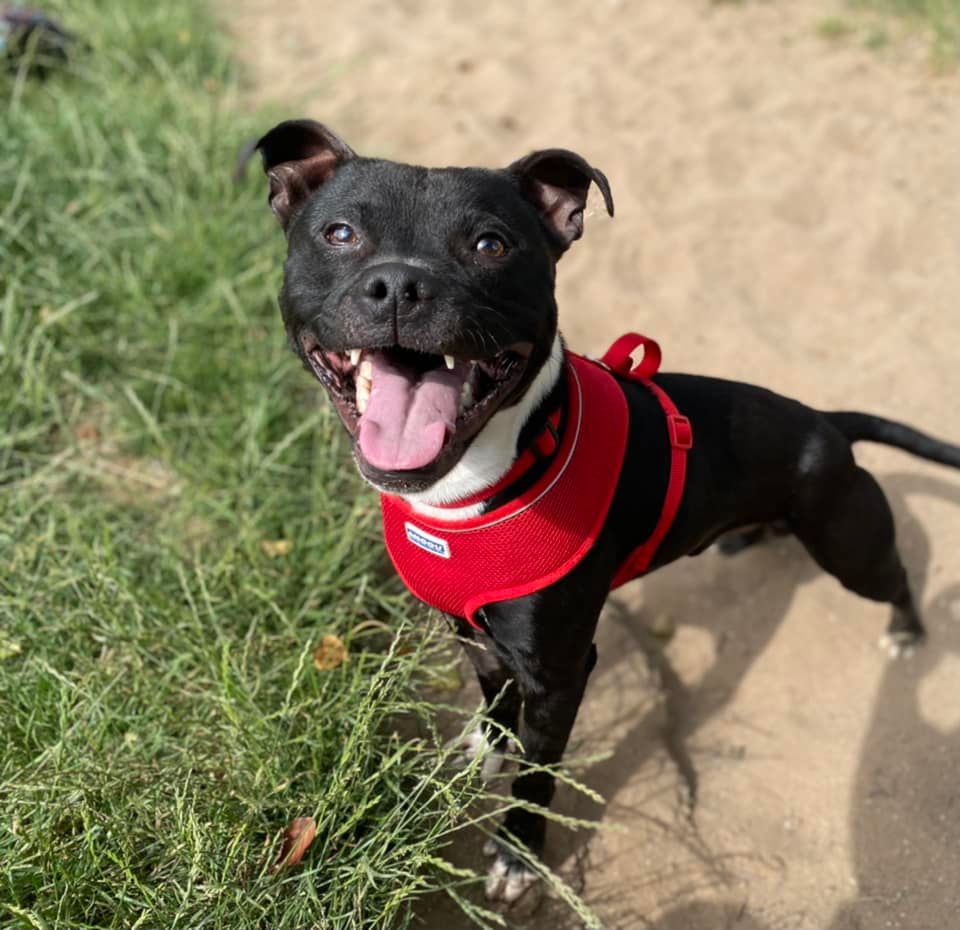 HopeRescue's tweet photo. It’s been a difficult 12 months here at Hope. We’ve seen huge increases in our our vet, mortgage and utility bills. At the same time, demand for services at an all-time high. It’s vital that we’re here to not only help vulnerable dogs and their owners now, but also in the future. https://t.co/etsjp4oDSJ