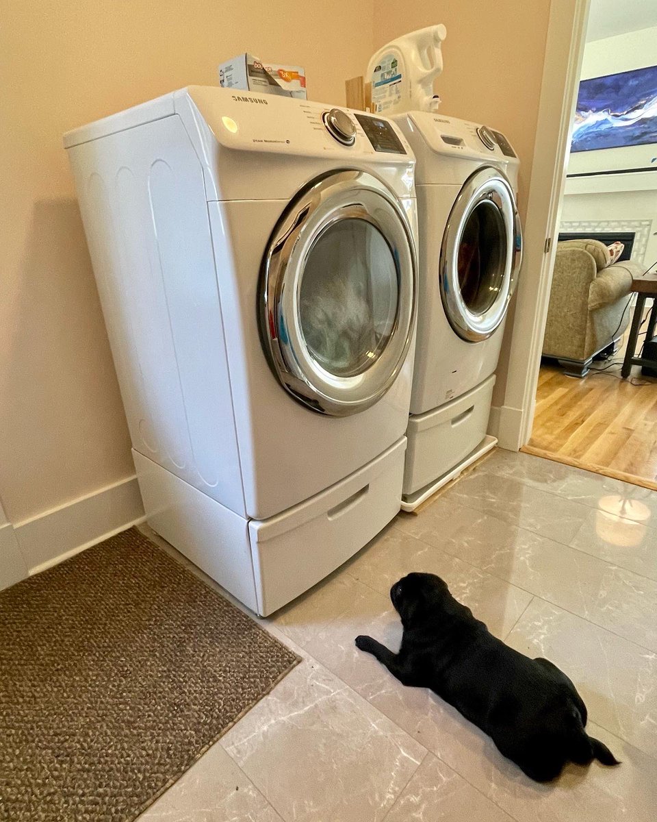 SallypugWeir's tweet photo. Mums, this TV show is spinning the picture in circles. How do you change the channel?

#laundryday #whereistheremote #sallypughugs #lovefromleota #blackpugs #puglife #pug #pugs #pugsofinstagram #dogsoftwitter #pittsburghpug #pittsburghpets #dogsofpittsburgh #dogsoftheburgh https://t.co/c6modbhdS0