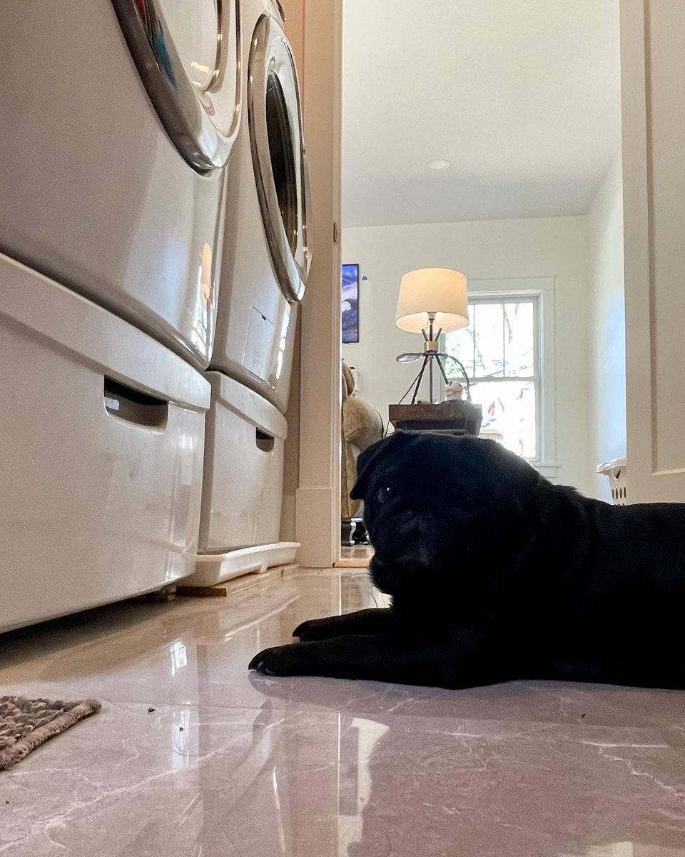 SallypugWeir's tweet photo. Mums, this TV show is spinning the picture in circles. How do you change the channel?

#laundryday #whereistheremote #sallypughugs #lovefromleota #blackpugs #puglife #pug #pugs #pugsofinstagram #dogsoftwitter #pittsburghpug #pittsburghpets #dogsofpittsburgh #dogsoftheburgh https://t.co/c6modbhdS0