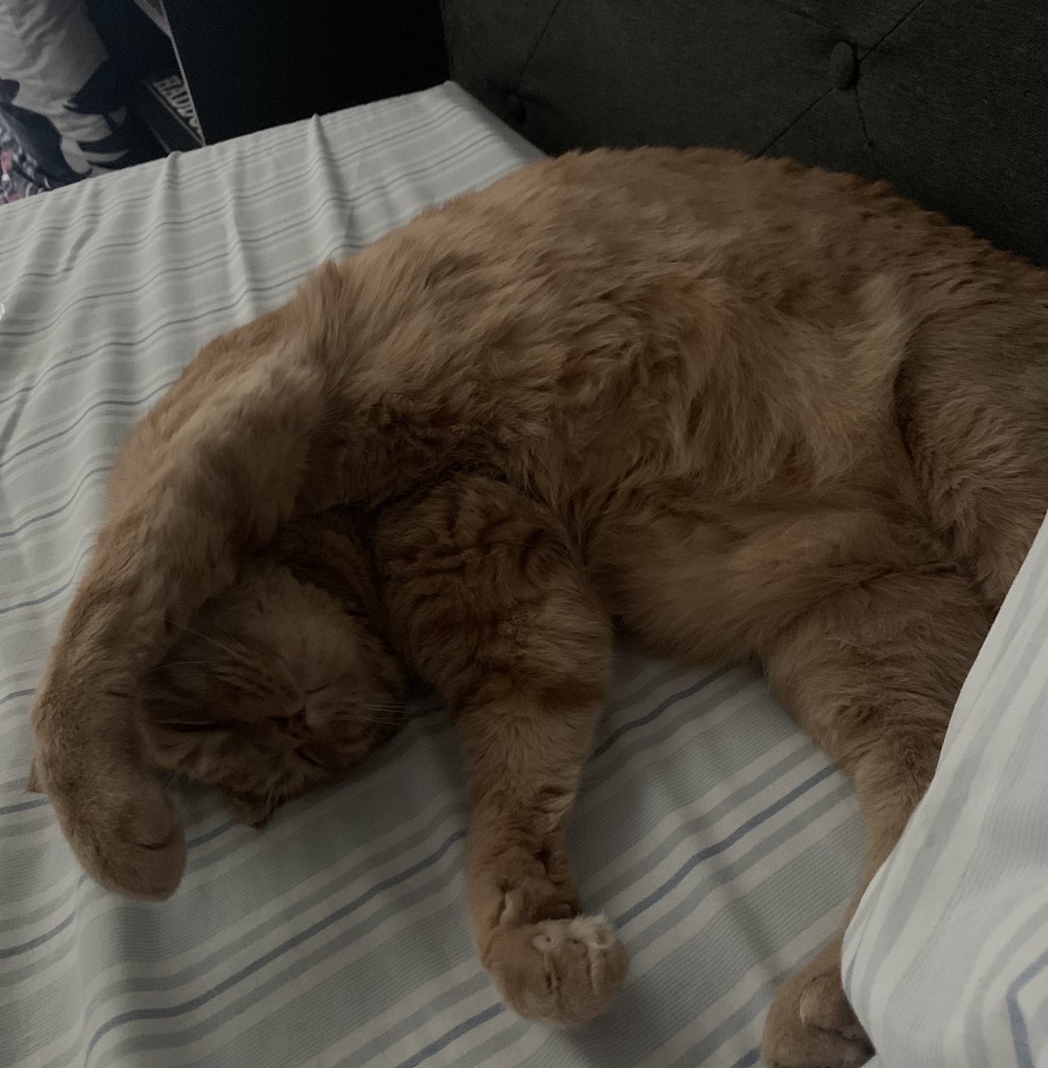 Skermz on Twitter: “My boy”