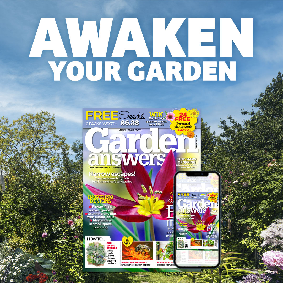 If you're looking for a gardening magazine that's packed full of practical advice and inspirational gardens, look no further than Garden Answers. Plus, on selected subscriptions you get FREE packets of seeds! View offers now bit.ly/3JUiBth #garden #gardening