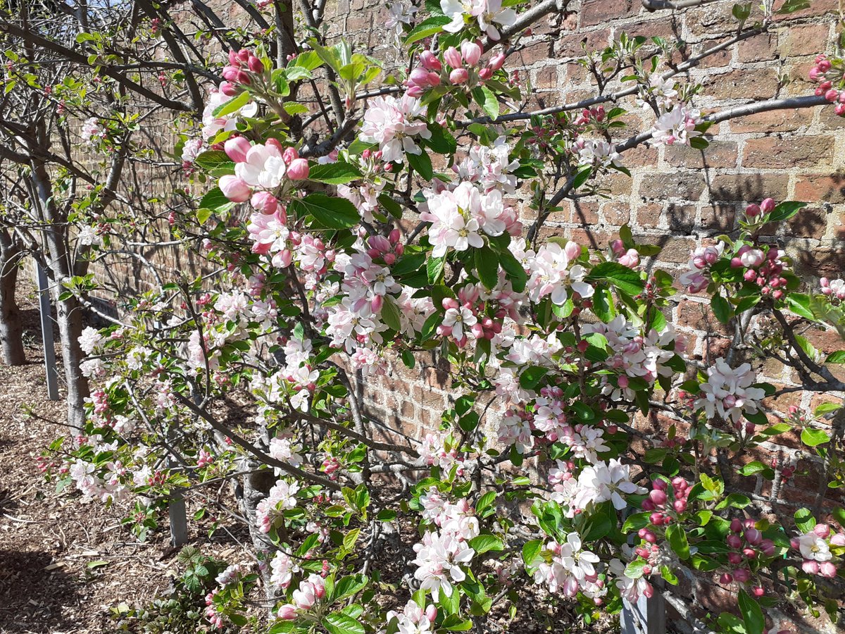 Sacro Garden Project (@gardensacro) on Twitter photo This week our shallots popped up and the apple trees are blossoming! <a href="/caleygrowlearn/">Grow & Learn Awards</a> #springhassprung This week our shallots popped up and the apple trees are blossoming! <a href="/caleygrowlearn/">Grow & Learn Awards</a> #springhassprung