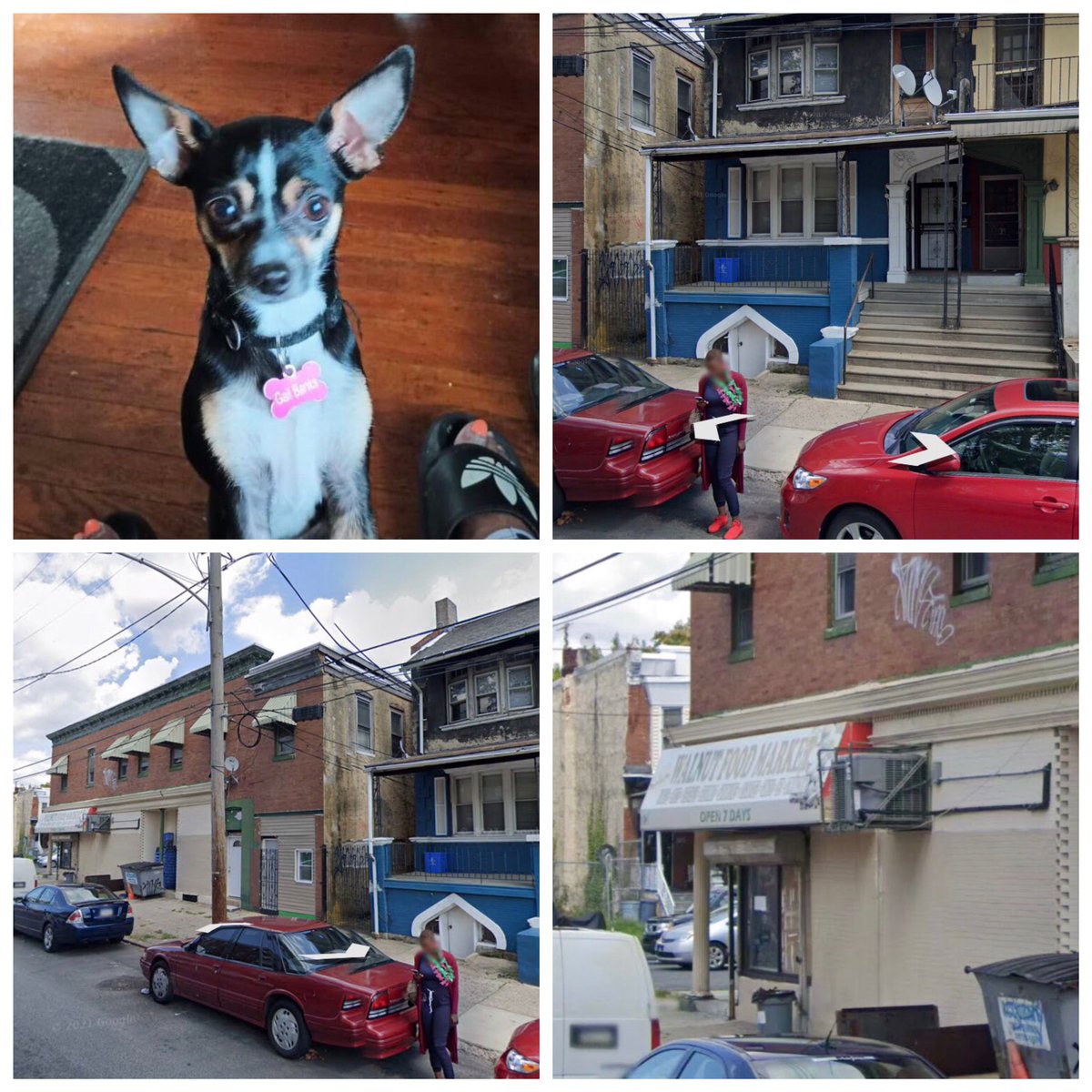 gourdlight's tweet photo. @BGallagherTV there are other dogs stolen from this location. I have tips but nothing definite. The owners need help. Please help us https://t.co/D5Z8b6lZjE