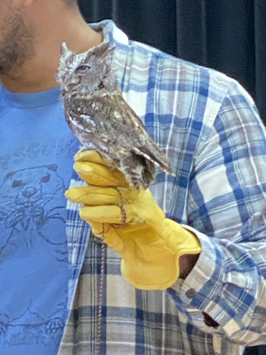 Thank you #QuogueWildlifeRefuge for visiting @HamptonBaysES. Our kindergarteners loved learning about and meeting some of your animals!🦉🤍 #WeAreHB #HBStrong #ScreechOwl