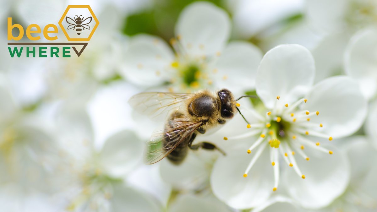 BeeWhere tweet media