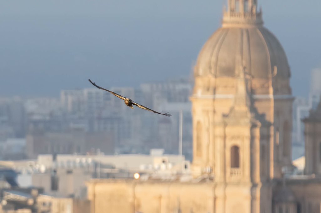 Committee Against Bird Slaughter (CABS) tweet media