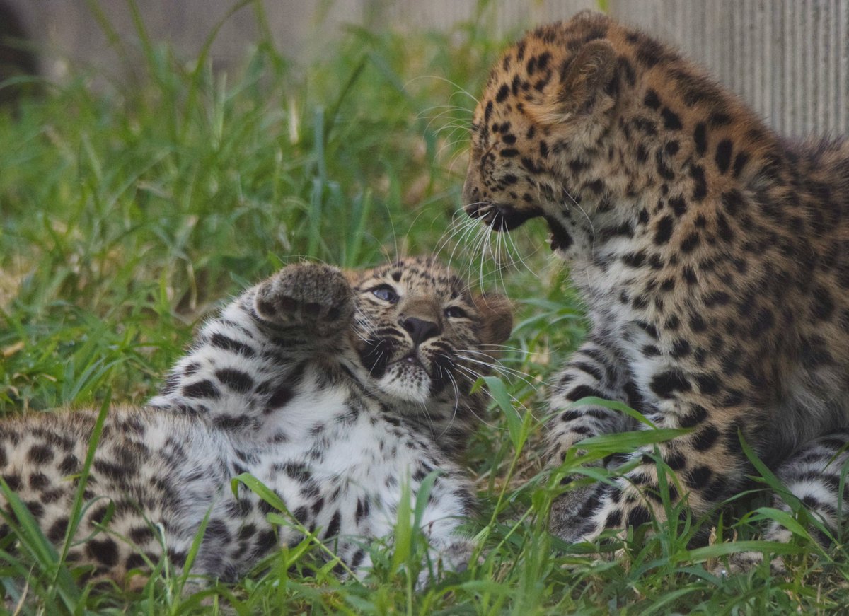stlzoo's tweet photo. 🐾 Please *paws* and wish Anya and Irina a very #HappyBrithday! They turn one year old today! The Amur leopard pair have spent their first year of life with their mom, Dot, in Big Cat Country. For a year now, the sisters have been climbing trees, playing with Mom, and exploring. https://t.co/IG11iZAF4X
