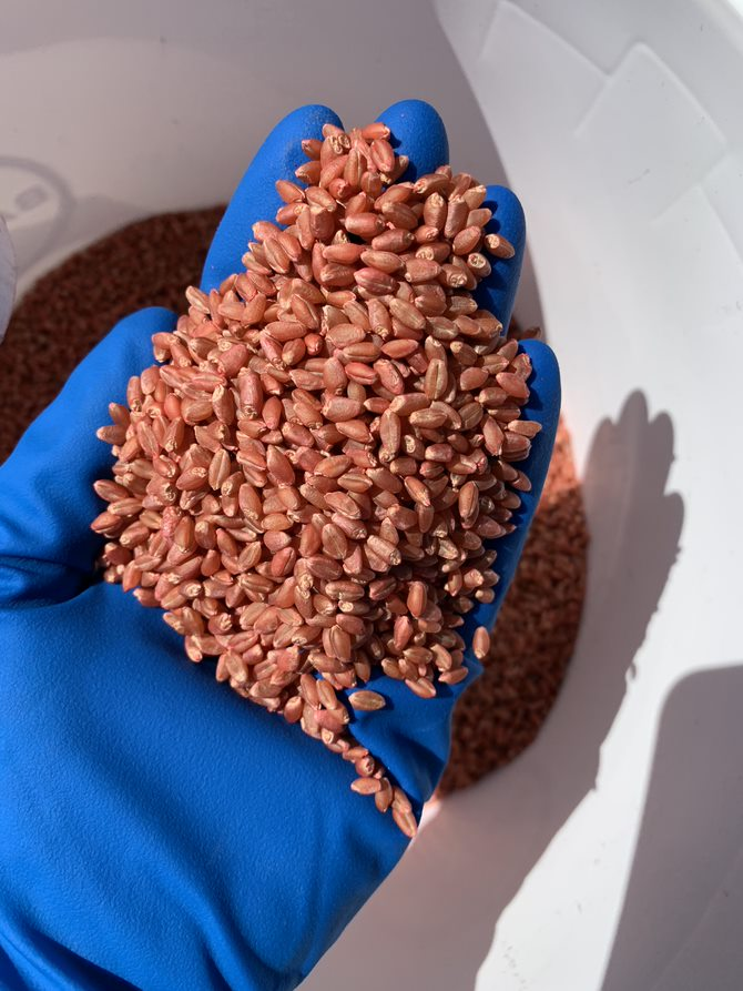 Bayer4CropsCA's tweet photo. Specially formulated for low viscosity even at fluctuating temperatures, #RaxilPRO minimizes the impact to seed treatment flow rate, ensuring you are applying the right amount of product every time. 👌
More on Raxil: https://t.co/fTfjD6Eo0z #wheat #barley #plant23 https://t.co/W2NhQAKh7k