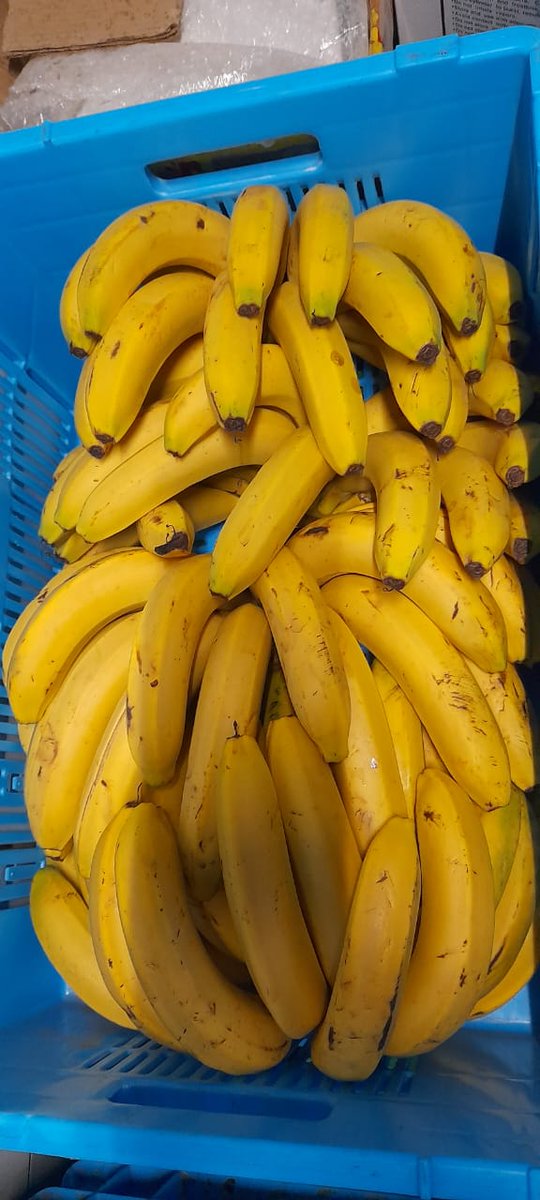 #Garissa grown #bananas #JubbaVariety.