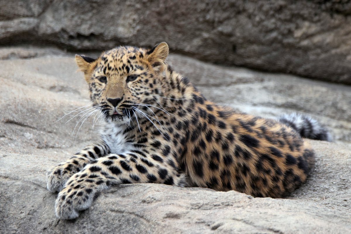 stlzoo's tweet photo. 🐾 Please *paws* and wish Anya and Irina a very #HappyBrithday! They turn one year old today! The Amur leopard pair have spent their first year of life with their mom, Dot, in Big Cat Country. For a year now, the sisters have been climbing trees, playing with Mom, and exploring. https://t.co/IG11iZAF4X