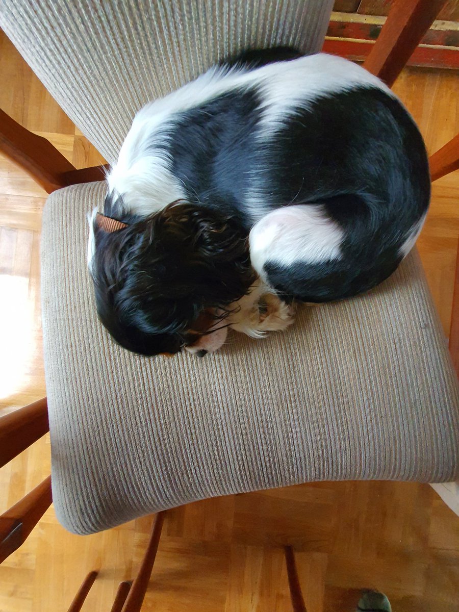 Normann Witzleb tweet media