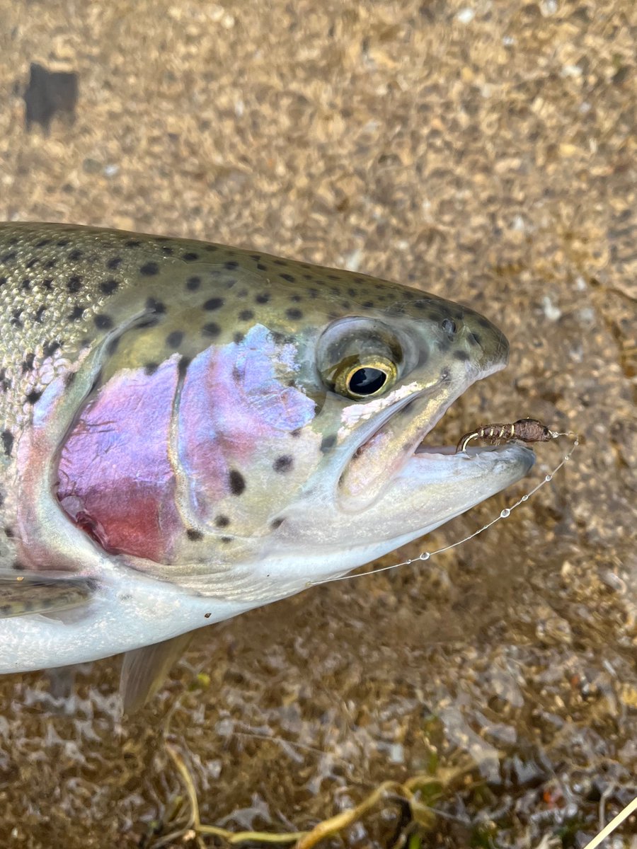 FFFTmag's tweet image. Rutland's changing face. Read how the invasive demon shrimp is changing approaches for fly-fishers at Rutland Water.

#reservoirfishing #troutfishing #rainbowtroutfishing #rutlandwater #anglianwater #invasives #demonshrimp #alienspecies #flyfishingtactics #ffft