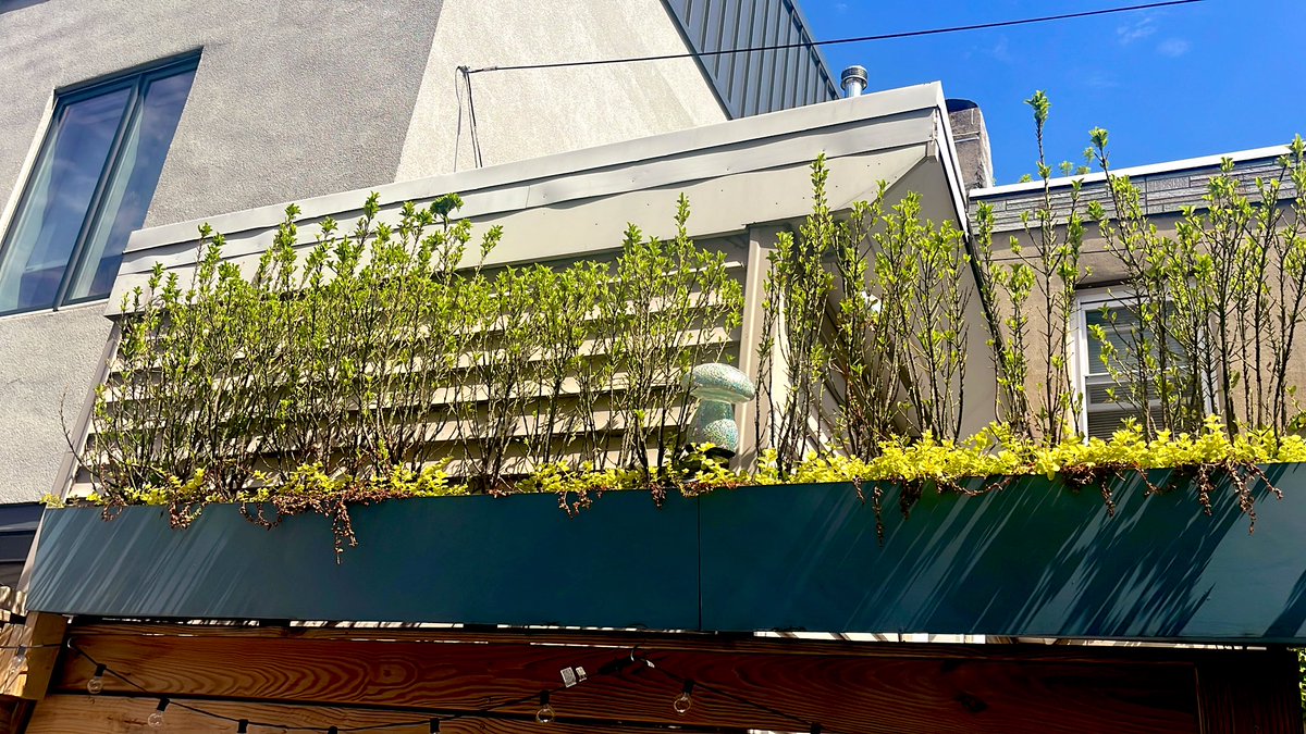 victorriaaa's tweet photo. I come on here and all I wanna do is tweet about shows so for my own need for a switch up- we’ve been living in our new house for a year now and all the plants that came with this house in the outdoor planters are blooming again so I’m happy https://t.co/Pu0tPcPAIV