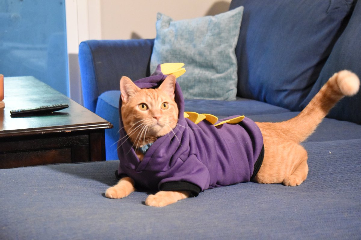 Dayomaan's tweet photo. Spyro cat https://t.co/orZ4XYyczN