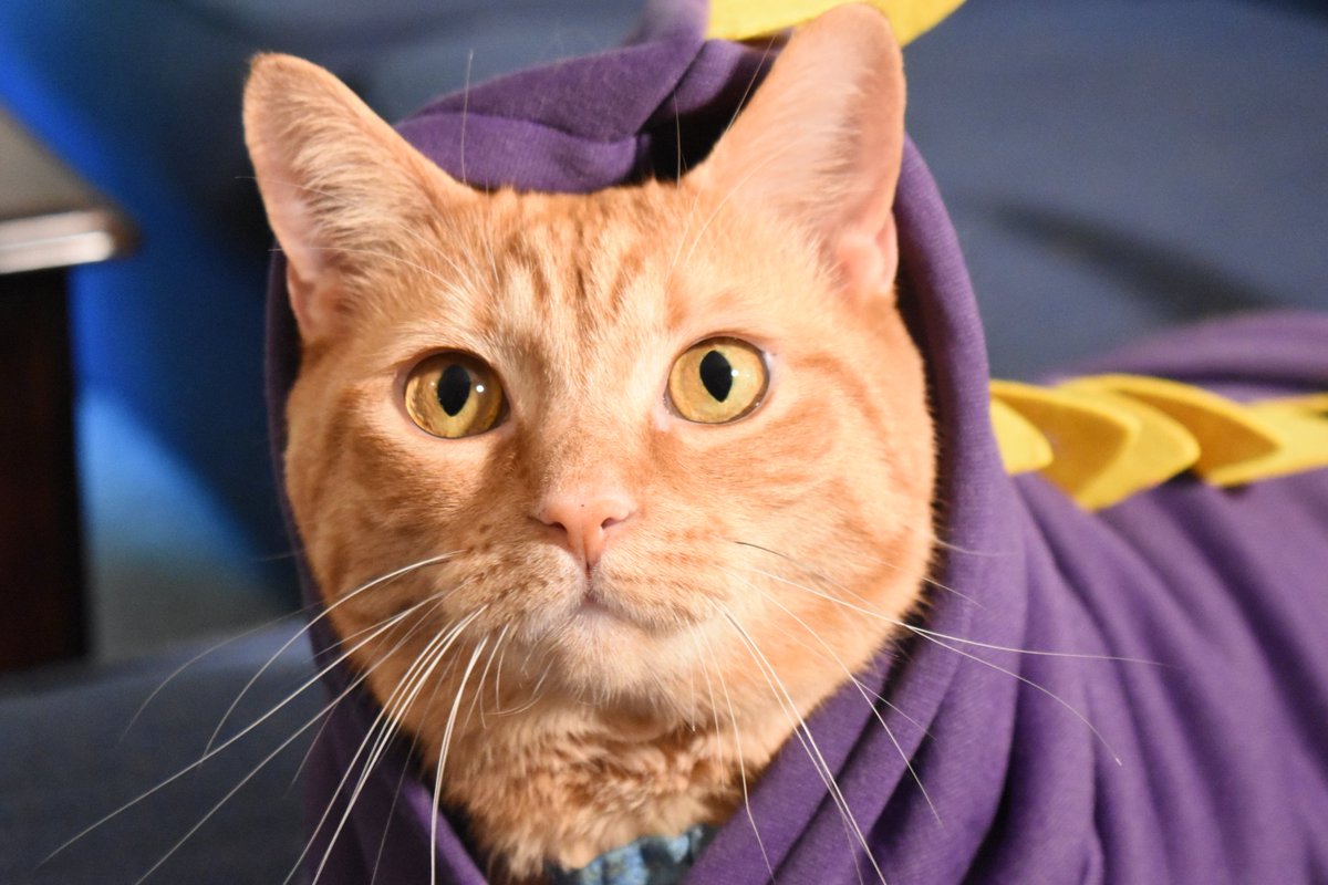Dayomaan's tweet photo. Spyro cat https://t.co/orZ4XYyczN