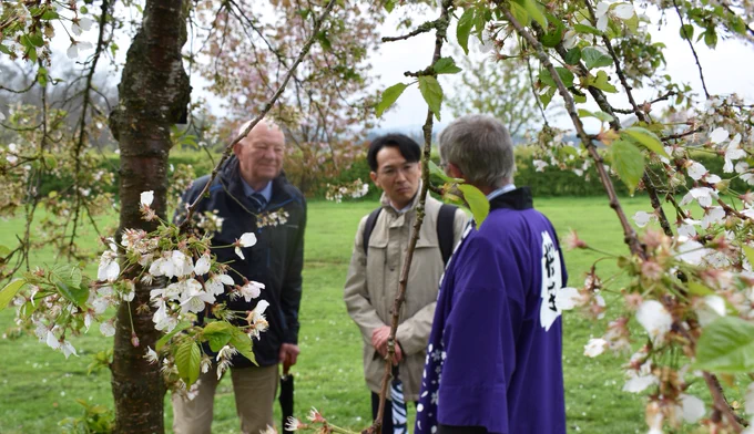 Minister Yasuyuki Okazaki inspecting one of the many cherry trees on our campus.