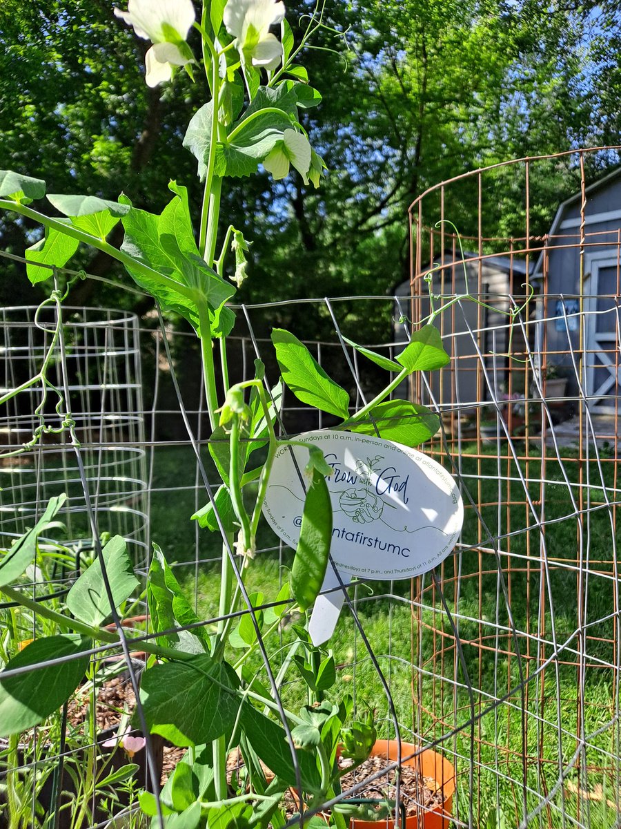 CarolColly's tweet photo. Hey @AtlantaFirstUMC, we have peas and more blooms on the pea plants! Hopefully there will be a good harvest before it gets too hot. #GrowWithGod https://t.co/aNlMFIrSMT