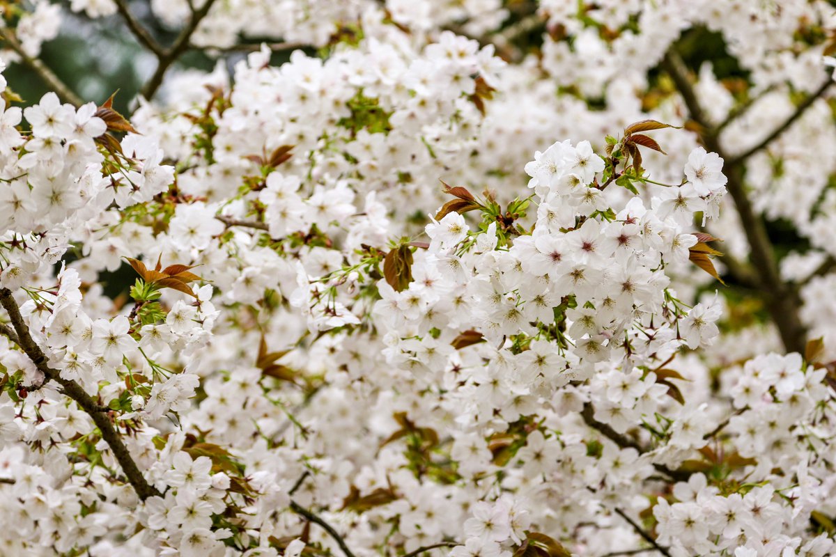 #OrchardBlossomDay events happening this weekend:

🌸 Wold's End Orchard, Chipping Campben, Glos. 

🌸 Blossom Day at Day's Cottage, Brookthorpe, Glos. 

🌸 Hartpury Orchard Centre, Glos.

🌸 Ordsall Hall, Salford. 

Find events near you:
ptes.org/campaigns/trad…

📸 Coton Orchard