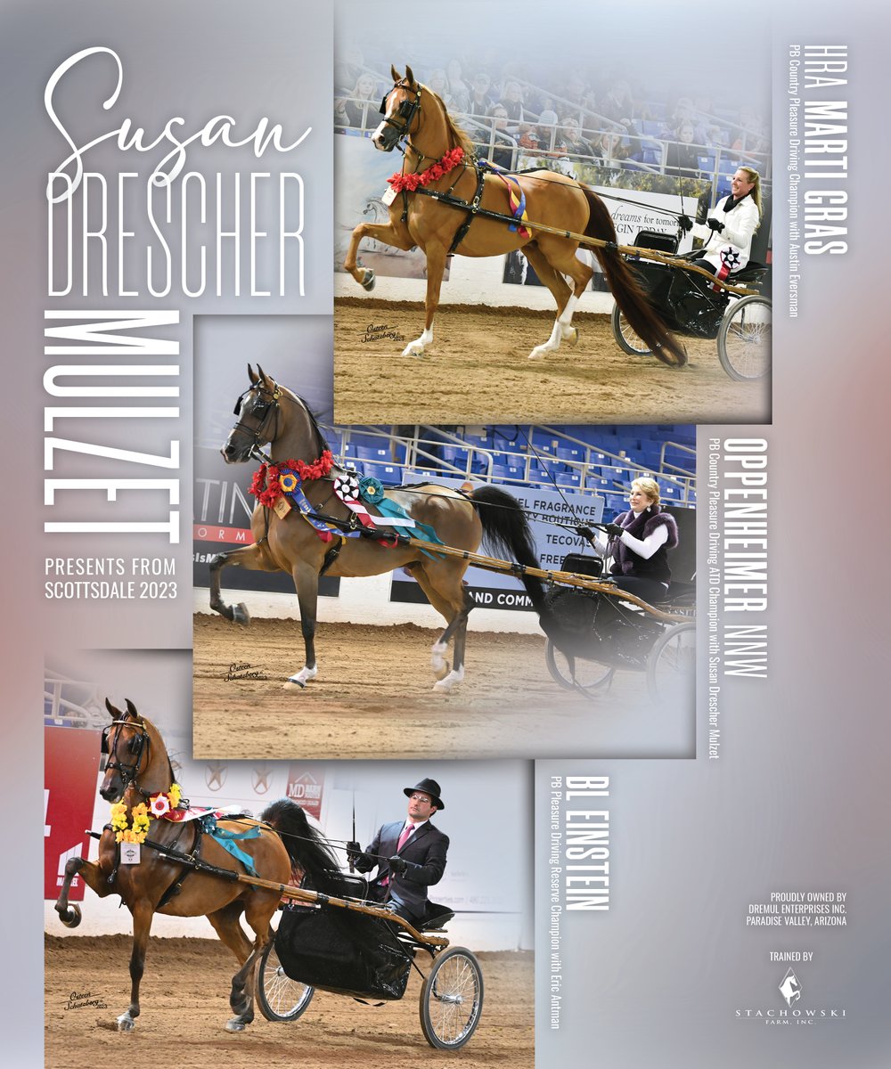 NH_Arabian's tweet photo. #nationalhorsemanarabian #scottsdale #susandreschermulzet #austineversman #ericantman #dremulenterprisesinc #stachowskifarm #countrypleasuredriving #pleasuredriving #arabianhorse https://t.co/jLS8TovvGO