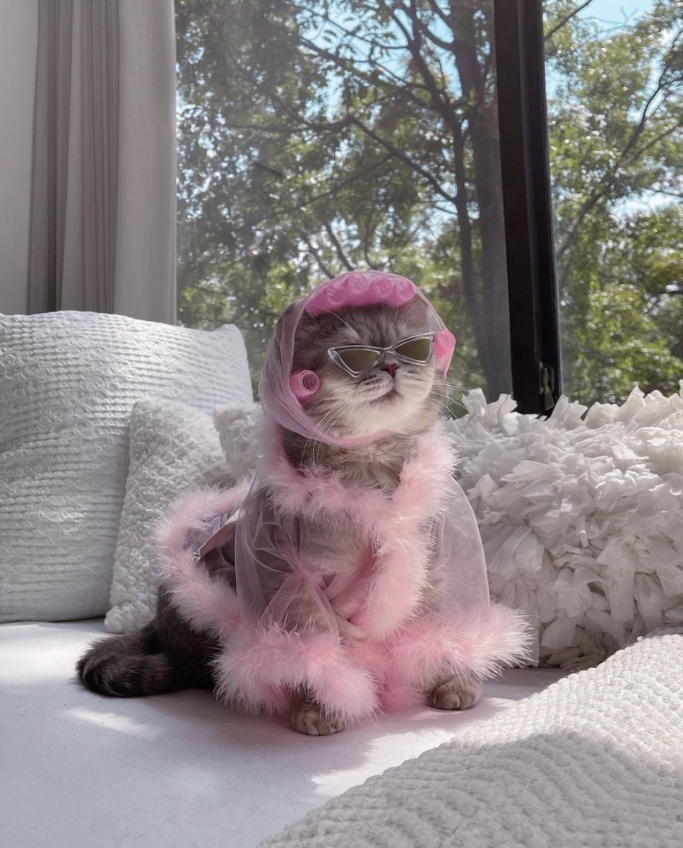 Koala Health tweet media