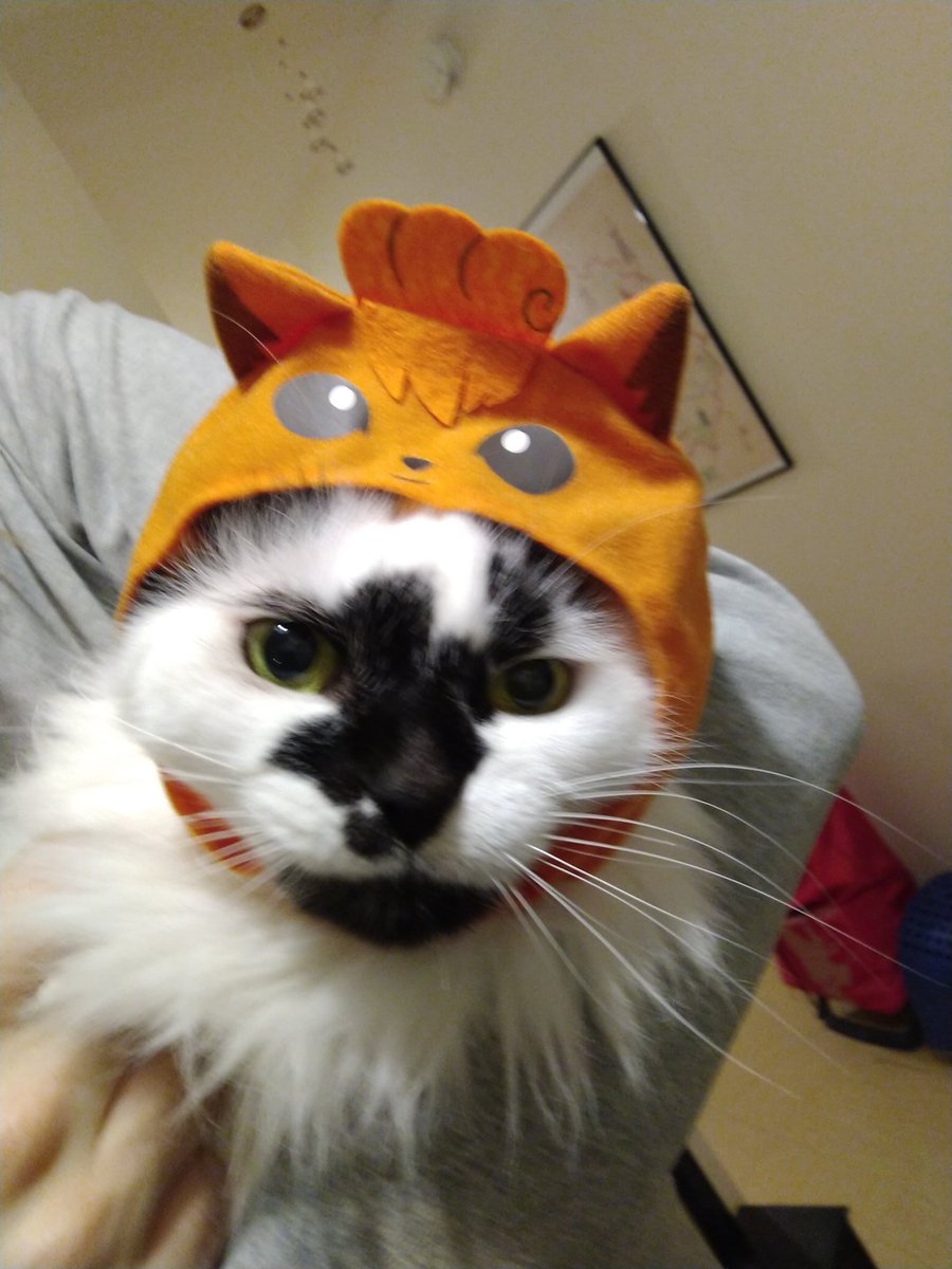 yeles's tweet photo. If you see this, share a cat picture 🐈 https://t.co/Qlqcr46nrP