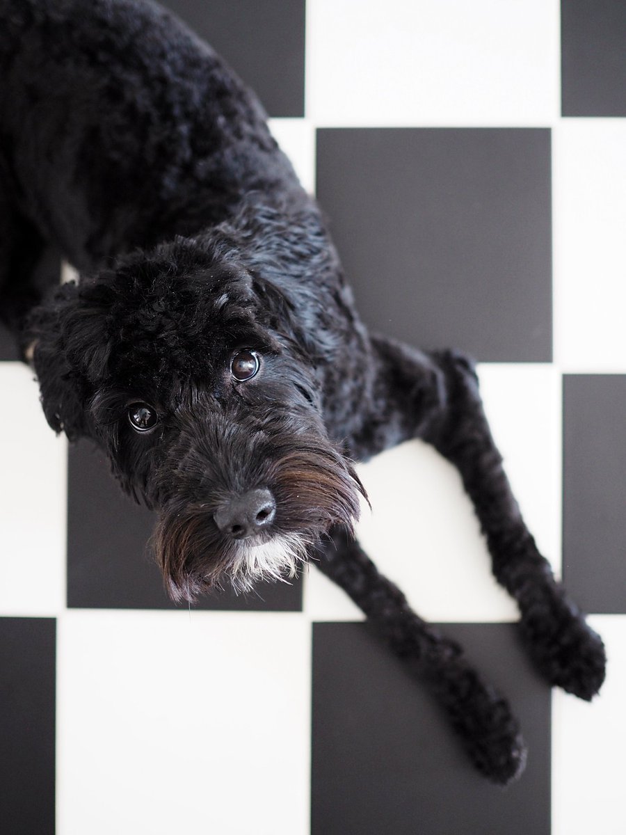 🖤🤍

#maddethelabradoodle #australianlabradoodle